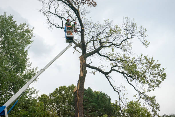 Midland City, AL Tree Care Company